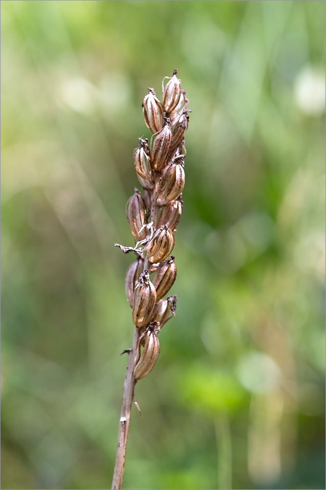 Изображение растения Dactylorhiza maculata.