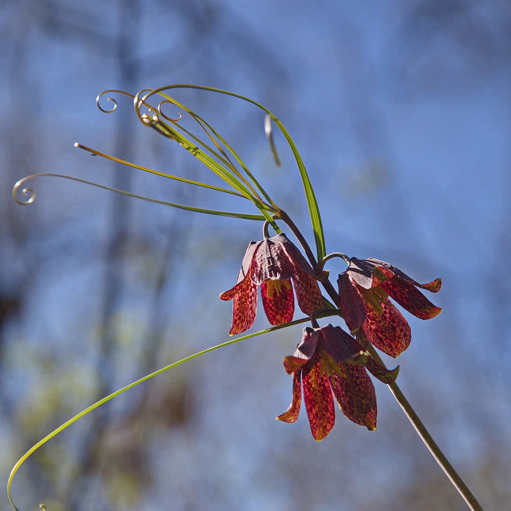 Изображение особи Fritillaria ruthenica.