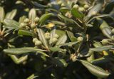 Pittosporum tobira