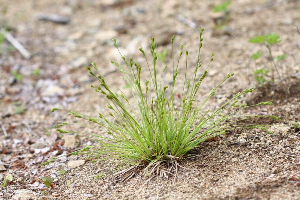 Image of Carex leucochlora specimen.