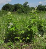 Rubus lloydianus