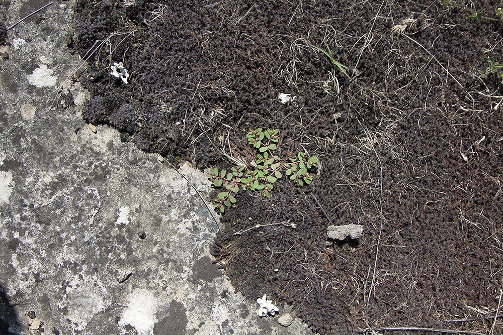 Image of genus Euphorbia specimen.