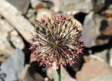 Allium taeniopetalum. Соцветие с цветками и завязавшимися плодами. Узбекистан, хребет Нуратау, Нуратинский заповедник, урочище Хаятсай, 1800 м н.у.м. 30.05.2016.