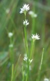 Rhynchospora alba