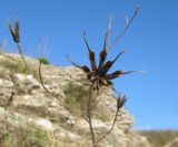 Nigella arvensis. Верхушка засыхающего побега с плодом. Краснодарский край, м/о г. Новороссийск, пер. Маркотх, скальное обнажение. 22.10.2016.