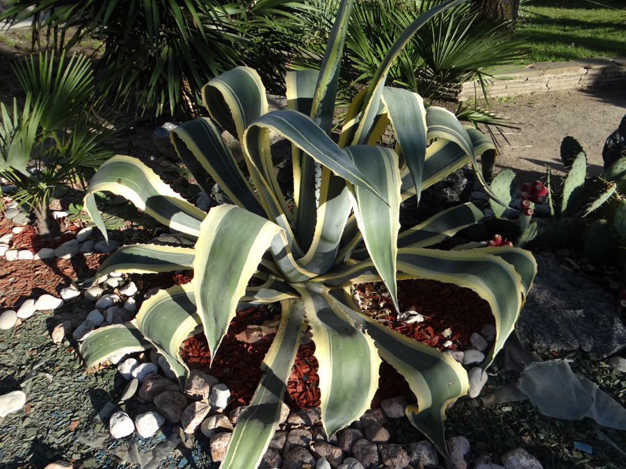 Изображение особи Agave americana var. marginata.