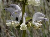 Salvia argentea