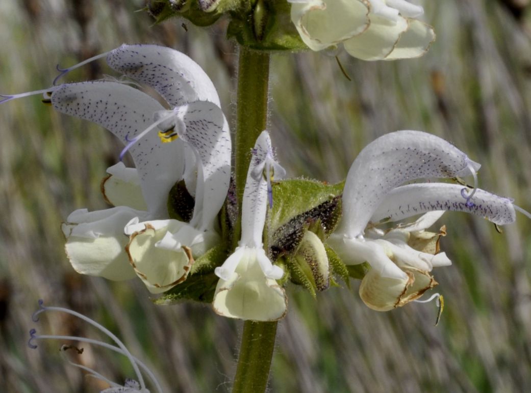 Изображение особи Salvia argentea.