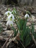 Galanthus caucasicus