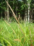 Carex rhynchophysa. Часть побега с соцветиями. Ямало-Ненецкий автономный округ, г. Надым, северная окраина, просека в хвойно-мелколиственном лесу вдоль ЛЭП. 13 июля 2016 г.