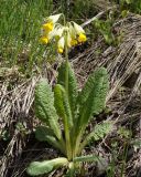 Primula macrocalyx. Цветущее растение. Армения, Котайская обл., окр. монастыря Гегард. 27.04.2017.