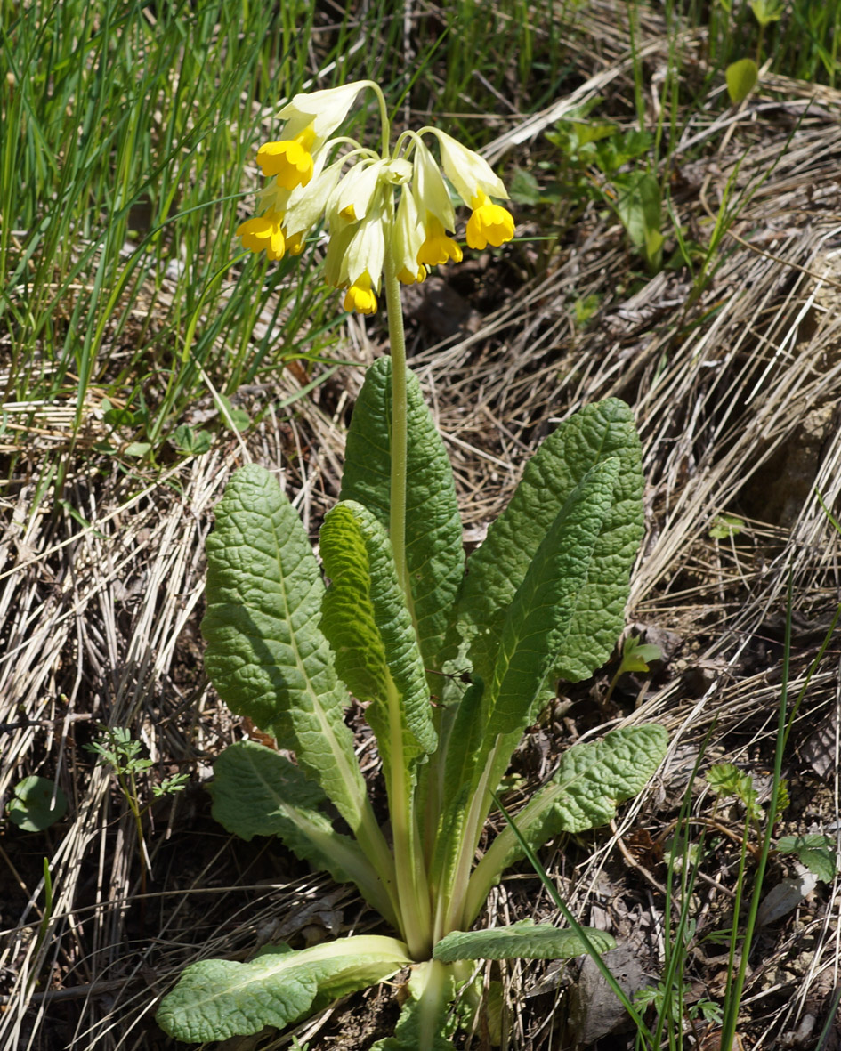 Изображение особи Primula macrocalyx.