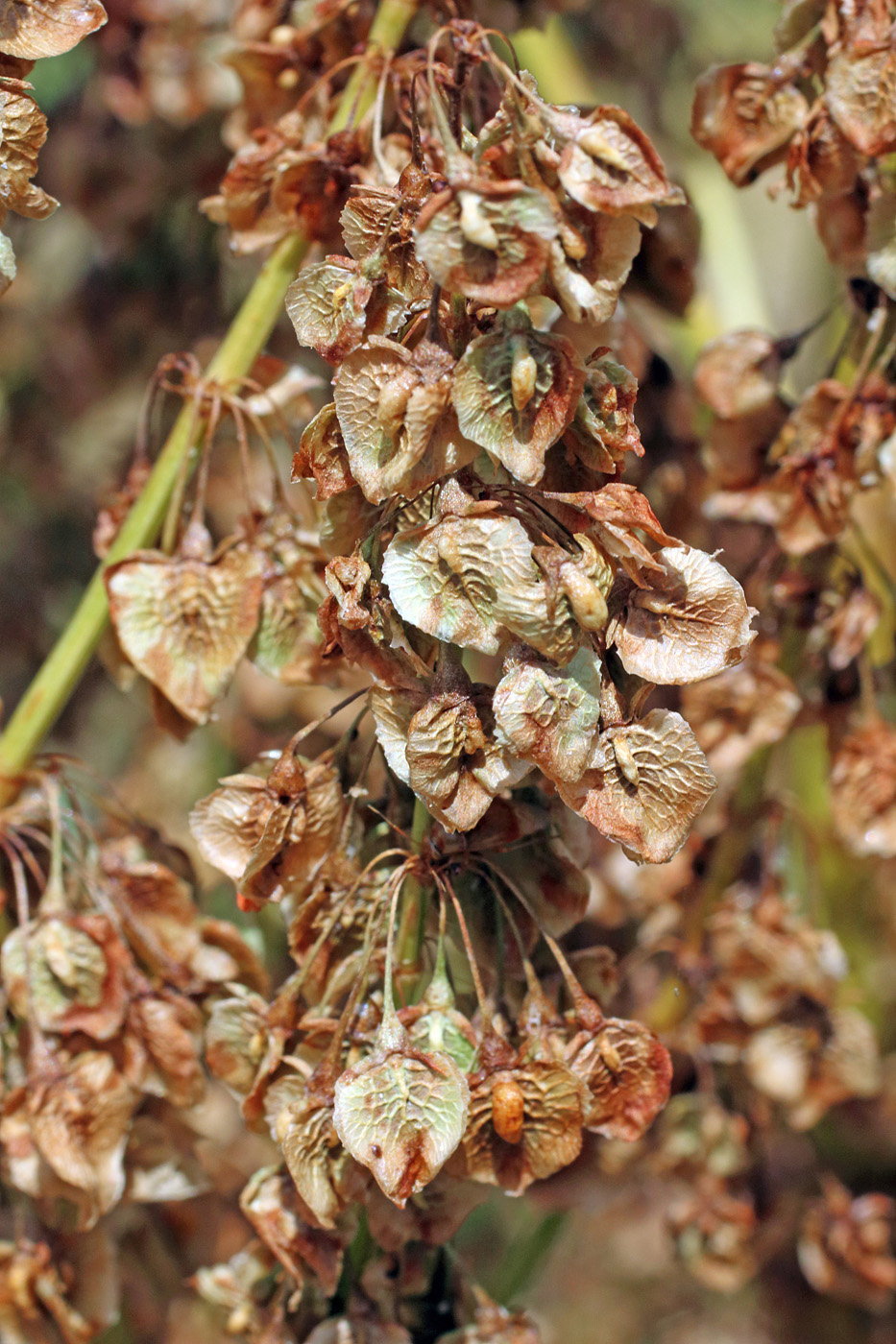 Изображение особи Rumex tianschanicus.