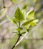 Syringa vulgaris. Верхушка молодого побега с развивающимися листьями. Пермский край, г. Пермь, Свердловский р-н, территория кладбища \"Южное\", между старыми могилами, в культуре. 25.05.2017.