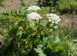 род Heracleum