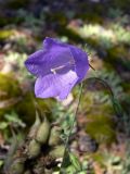 Campanula rotundifolia. Верхушка цветущего растения. Свердловская обл., окр. г. Североуральск, правый берег канала Дублёр, моховая подстилка. 23.07.2017.