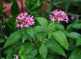 Pentas lanceolata