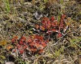 Drosera rotundifolia. Группа растений с развивающимися цветоносами с погибшей бабочкой Aglais urticae. Московская обл., Солнечногорский р-н, Щепкино верховое болото. 17.06.2018.