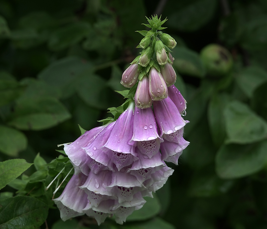 Изображение особи Digitalis purpurea.