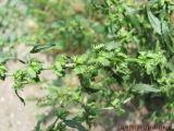 Rumex pulcher