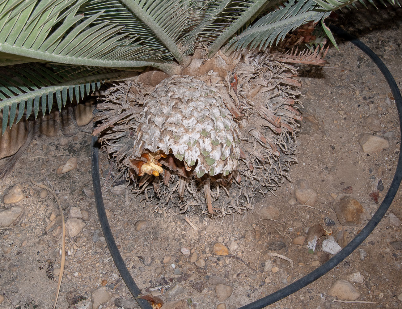 Image of Dioon edule specimen.