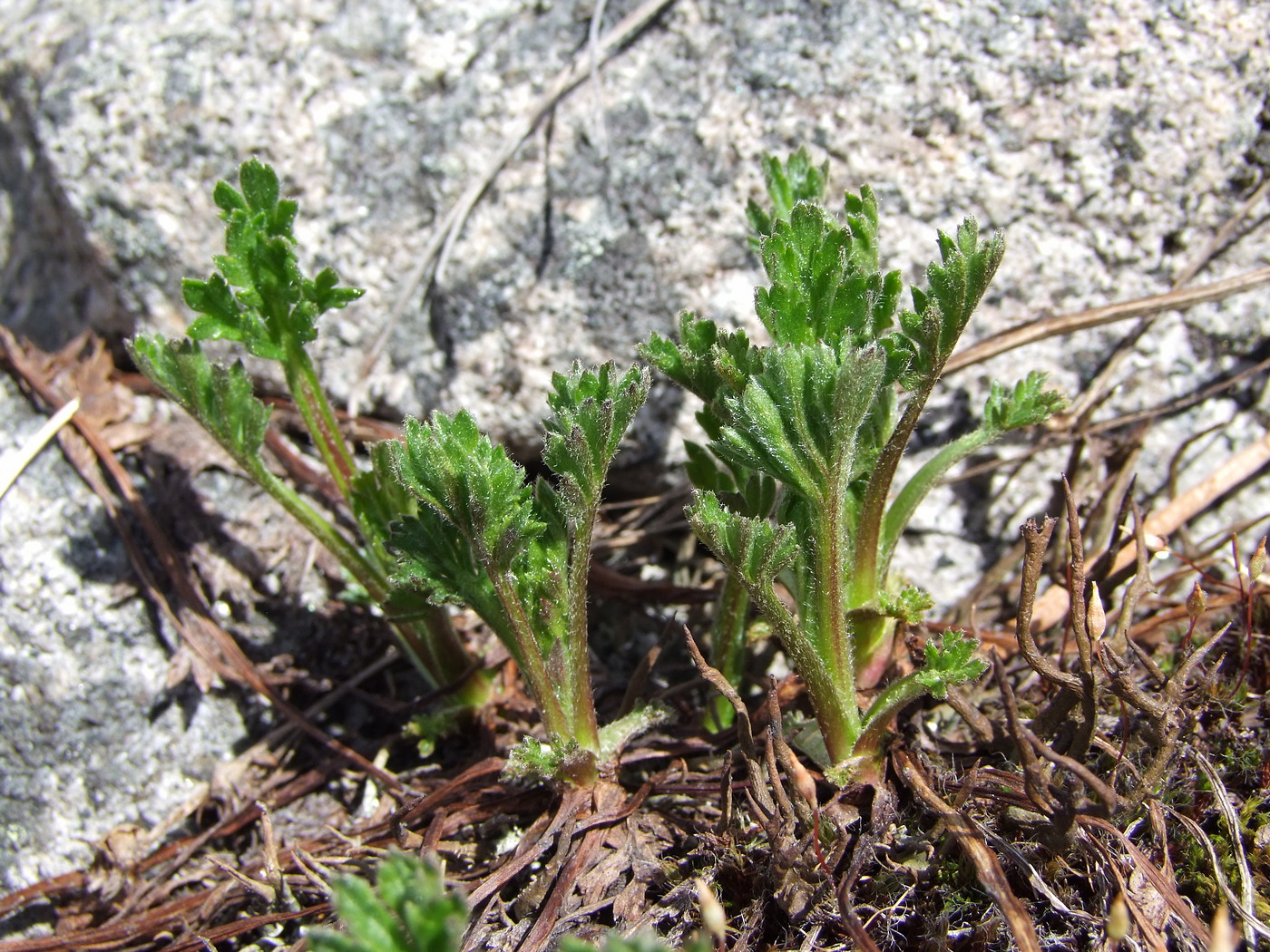 Image of Artemisia arctica ssp. ehrendorferi specimen.