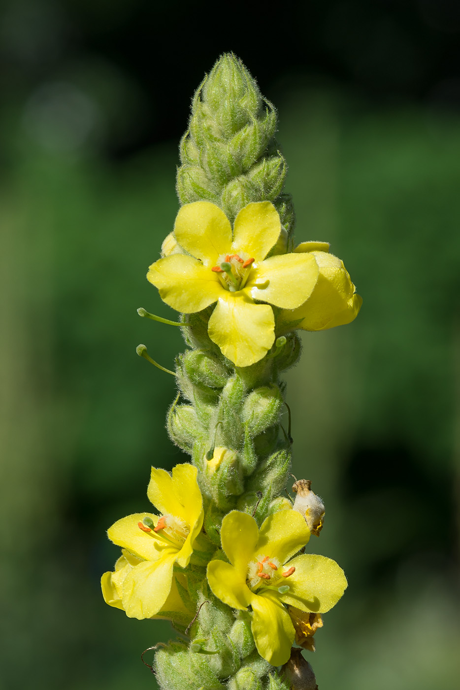 Изображение особи Verbascum thapsus.