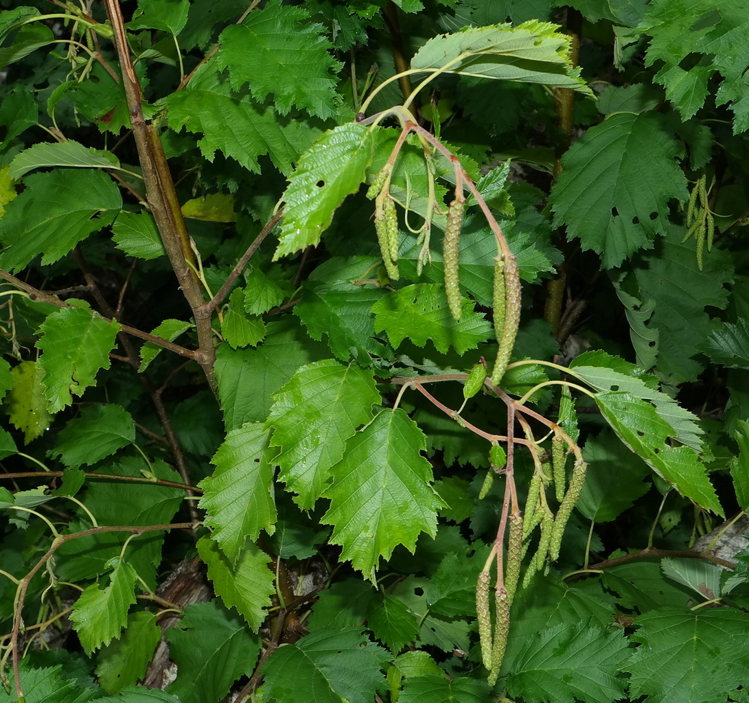 Изображение особи Alnus incana.