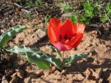 Tulipa alberti