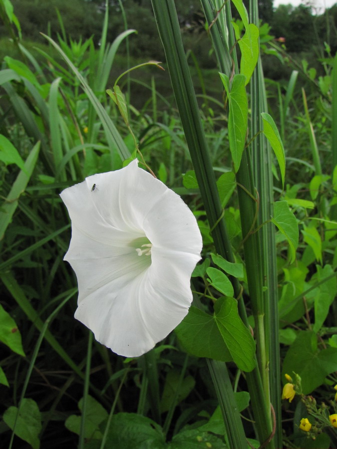 Изображение особи Calystegia sepium.