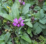 Prunella grandiflora