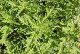 Urtica cannabina