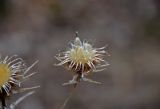 Carlina biebersteinii. Соплодие. Самарская обл., Ставропольский р-н, окр. с. Ширяево, гора Попова, опушка березняка. 02.05.2021.