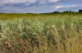 Phragmites australis