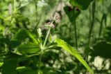 Stachys sylvatica