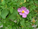 Cistus tauricus