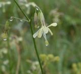 Silene saxatilis. Часть соцветия в каплях воды. Республика Ингушетия, Джейрахский р-н, рядом с альплагерем \"Кязи\"; выс. 1980 м н.у.м., луг. 22 июля 2022 г.