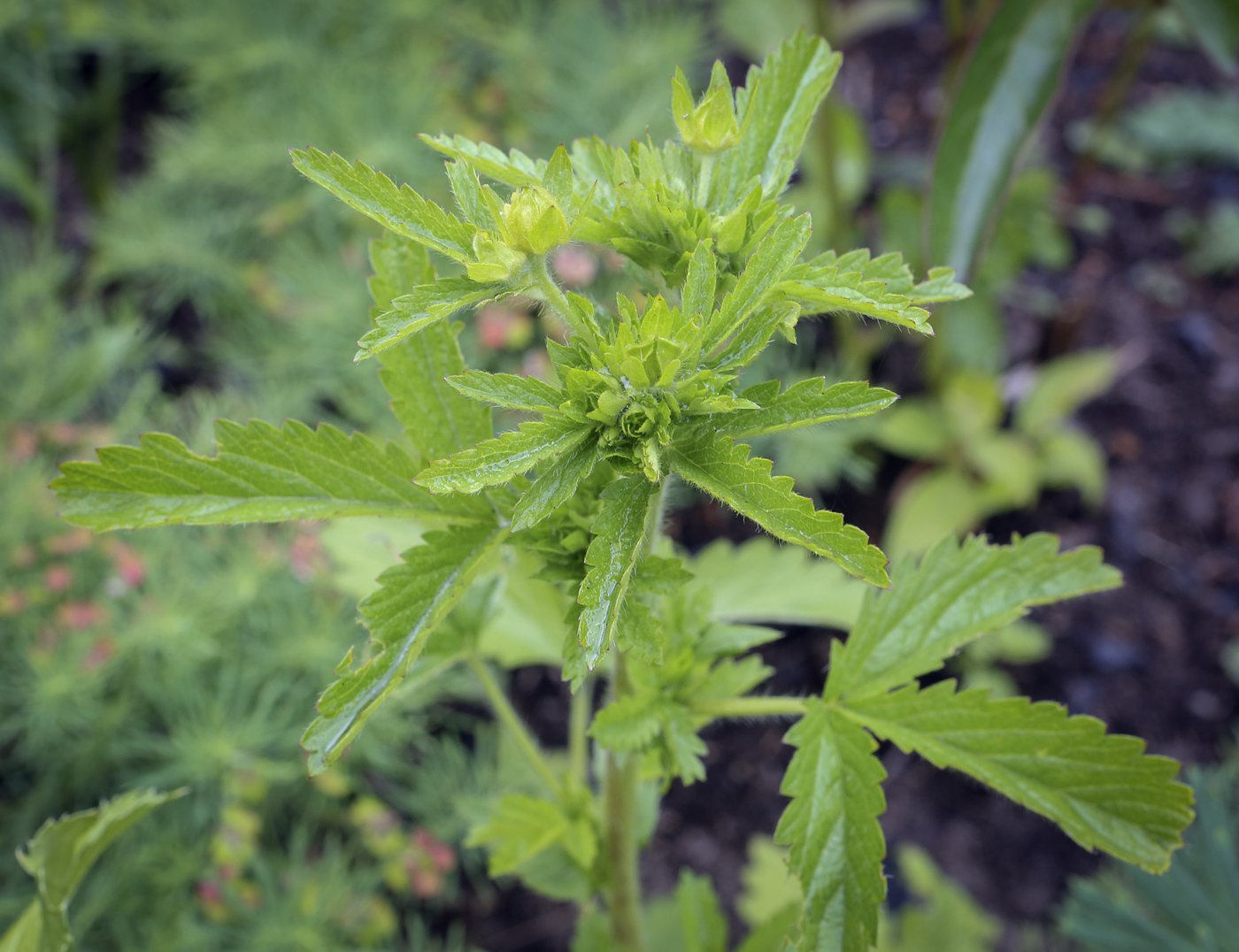 Изображение особи Potentilla norvegica.