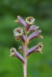 Orobanche owerinii. Соцветие. Карачаево-Черкесия, Карачаевский р-н, правый берег р. Уллу-Кам в р-не Уллукамской теснины, ≈ 1670 м н.у.м., лесистый склон. 20.07.2023.