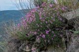 Dianthus orientalis. Цветущие растения в сообществе с Artemisia. Грузия, Мцхета-Мтианети, окр. монастыря Джвари, каменистый склон. 10.06.2023.