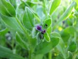 Asperugo procumbens