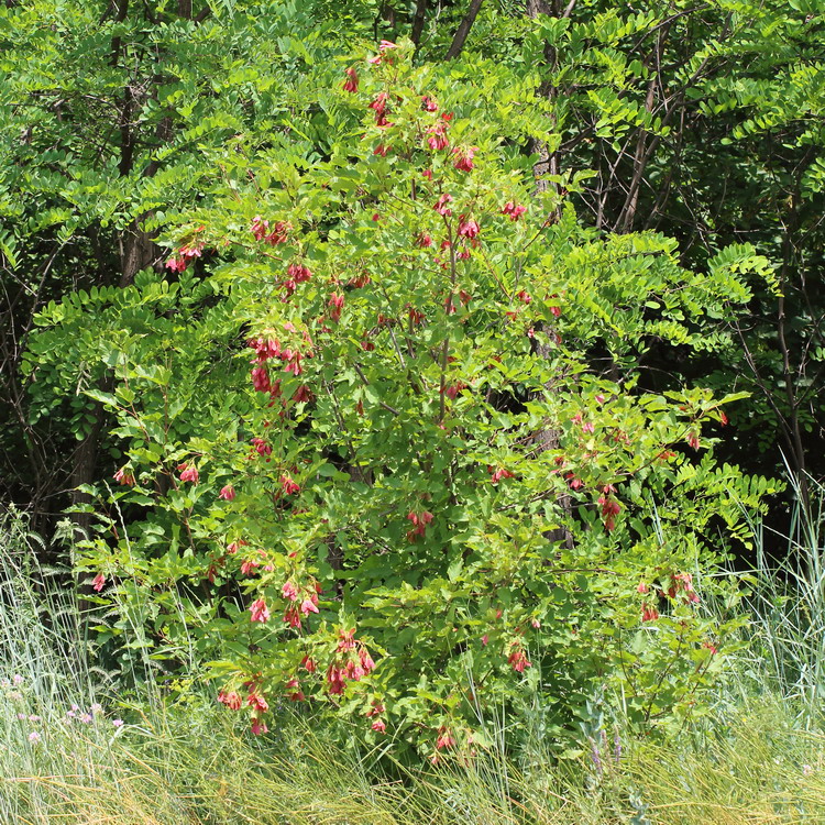 Изображение особи Acer tataricum.