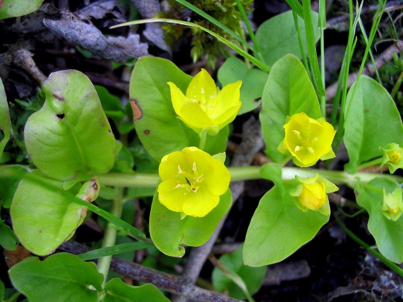 Изображение особи Lysimachia nummularia.