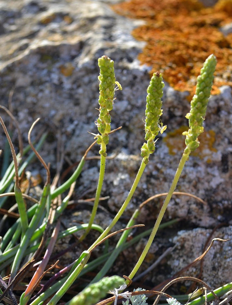 Изображение особи Plantago salsa.