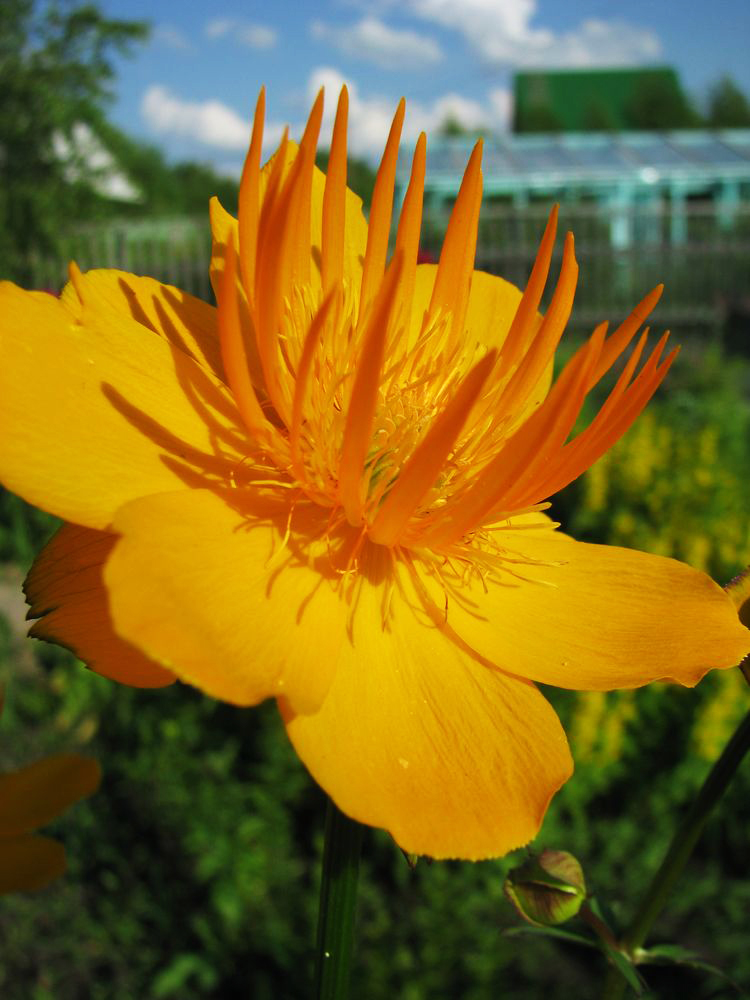 Изображение особи Trollius macropetalus.