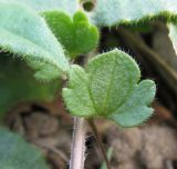 Veronica sublobata. Лист. Беларусь, г. Гродно. 30.03.2014.