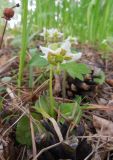 Moneses uniflora