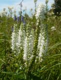 Veronica longifolia