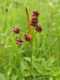 Luzula multiflora