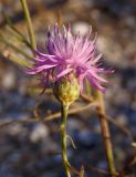 Centaurea odessana. Соцветие-корзинка. Украина, Запорожская обл., окр. г. Бердянск, Бердянская коса. 01.08.2014.